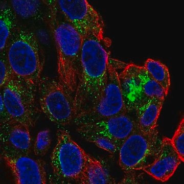 Anti-SLC6A4 antibody produced in rabbit Prestige Antibodies&#174; Powered by Atlas Antibodies, affinity isolated antibody