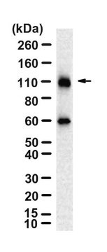 Anti-CD18 Antibody, clone 1D15 ZooMAb&#174; Rabbit Monoclonal recombinant, expressed in HEK 293 cells