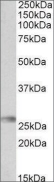 Anti-HLA-DQA2 antibody produced in goat affinity isolated antibody, buffered aqueous solution