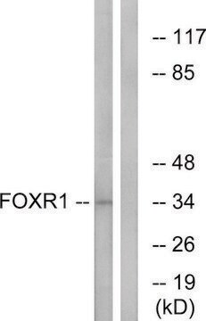 Anti-FOXR1 antibody produced in rabbit affinity isolated antibody