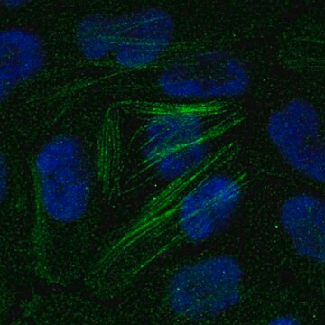 Anti-Cnn2 Antibody Produced In Rabbit Prestige Antibodies&#174; Powered by Atlas Antibodies, affinity isolated antibody, buffered aqueous glycerol solution