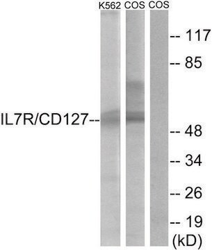 Anti-IL-7R antibody produced in rabbit affinity isolated antibody