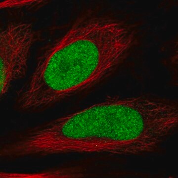 Anti-HIRIP3 antibody produced in rabbit Prestige Antibodies&#174; Powered by Atlas Antibodies, affinity isolated antibody