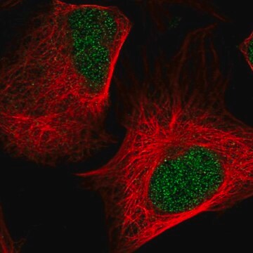 Anti-NEDD8 antibody produced in rabbit Prestige Antibodies&#174; Powered by Atlas Antibodies, affinity isolated antibody