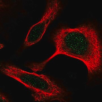 Anti-DAPK3 antibody produced in rabbit Prestige Antibodies&#174; Powered by Atlas Antibodies, affinity isolated antibody