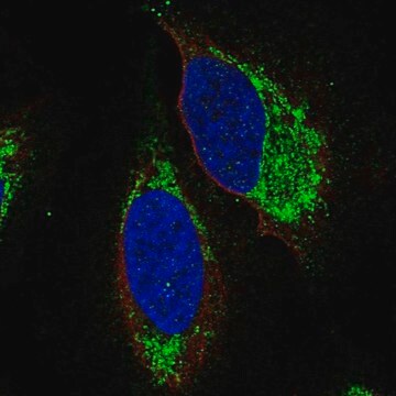 Anti-S1PR4 antibody produced in rabbit Prestige Antibodies&#174; Powered by Atlas Antibodies, affinity isolated antibody, buffered aqueous glycerol solution