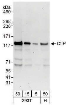 Rabbit anti-CtIP Antibody, Affinity Purified Powered by Bethyl Laboratories, Inc.