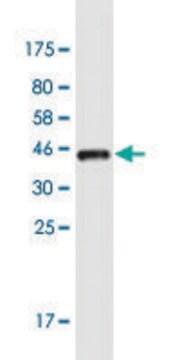 Monoclonal Anti-OTP antibody produced in mouse clone 8E12, purified immunoglobulin