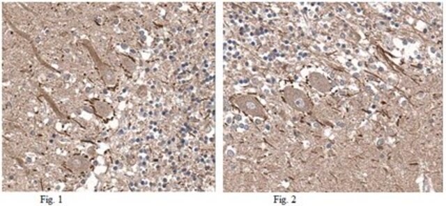 Anti-Precerebellin Antibody from rabbit, purified by affinity chromatography