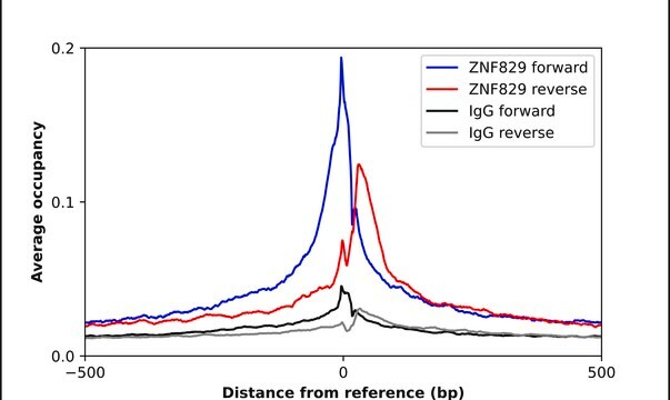 Anti-ZNF829 antibody produced in rabbit Prestige Antibodies&#174; Powered by Atlas Antibodies, affinity isolated antibody