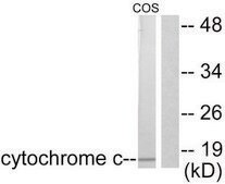 Anti-Cytochrome c antibody produced in rabbit affinity isolated antibody