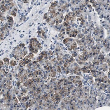 Anti-KCNJ5 antibody produced in rabbit Prestige Antibodies&#174; Powered by Atlas Antibodies, affinity isolated antibody, buffered aqueous glycerol solution