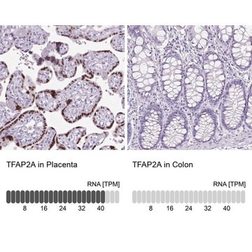 Anti-TFAP2A antibody produced in rabbit Prestige Antibodies&#174; Powered by Atlas Antibodies, affinity isolated antibody, buffered aqueous glycerol solution