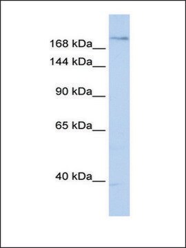 Anti-PLXNA2 antibody produced in rabbit affinity isolated antibody