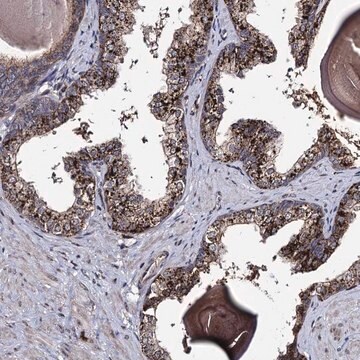 Anti-MICALCL antibody produced in rabbit Prestige Antibodies&#174; Powered by Atlas Antibodies, affinity isolated antibody, buffered aqueous glycerol solution