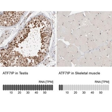 Anti-ATF7IP antibody produced in rabbit Prestige Antibodies&#174; Powered by Atlas Antibodies, affinity isolated antibody, buffered aqueous glycerol solution