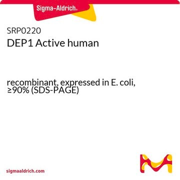 DEP1 Active human recombinant, expressed in E. coli, &#8805;90% (SDS-PAGE)