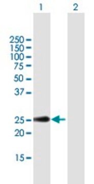 Anti-CLEC2D antibody produced in mouse purified immunoglobulin, buffered aqueous solution