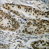 Anti-phospho-JAK2 (pTyr1007) antibody produced in rabbit affinity isolated antibody