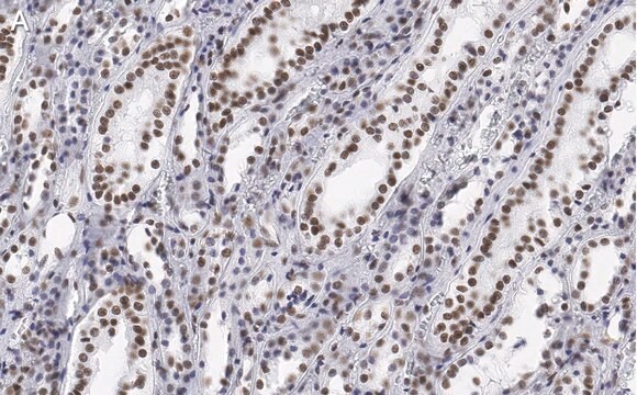 Anti-CDC5L Antibody, clone 4F8 ZooMAb&#174; Rabbit Monoclonal recombinant, expressed in HEK 293 cells
