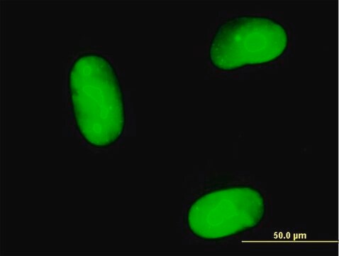 Anti-MAGEB1 antibody produced in mouse purified immunoglobulin, buffered aqueous solution
