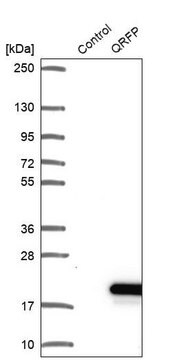 Anti-QRFP antibody produced in rabbit Prestige Antibodies&#174; Powered by Atlas Antibodies, affinity isolated antibody, buffered aqueous glycerol solution