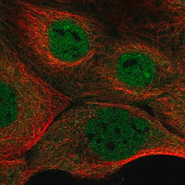 Anti-NFATC3 antibody produced in rabbit Prestige Antibodies&#174; Powered by Atlas Antibodies, affinity isolated antibody