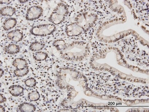 ANTI-TAF11 antibody produced in mouse clone 3G6, purified immunoglobulin, buffered aqueous solution