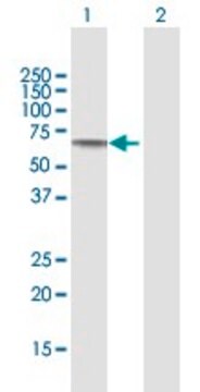 Anti-SLC39A5, (N-terminal) antibody produced in mouse purified immunoglobulin, buffered aqueous solution