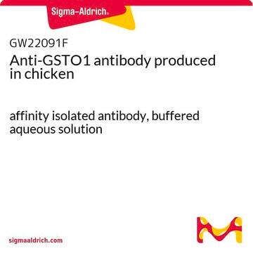 Anti-GSTO1 antibody produced in chicken affinity isolated antibody, buffered aqueous solution