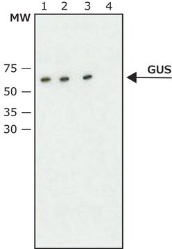 Anti-&#946;-Glucuronidase (C-Terminal) antibody produced in rabbit ~1.5&#160;mg/mL, affinity isolated antibody, buffered aqueous solution