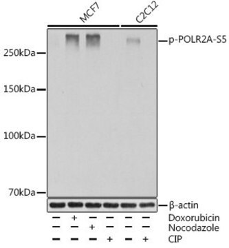 Anti-Phospho-POLR2A-S5 antibody produced in rabbit