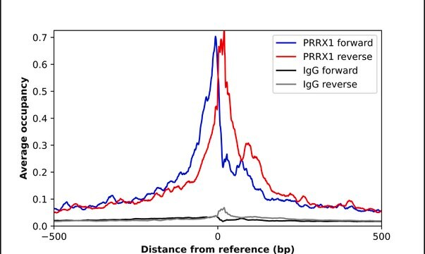 Anti-PRRX1 antibody produced in rabbit Prestige Antibodies&#174; Powered by Atlas Antibodies, affinity isolated antibody