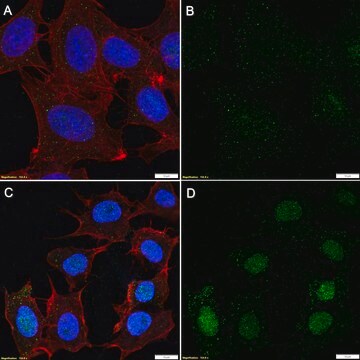 Anti-Poly(ADP-ribose) Antibody, clone 10H ZooMAb&#174; Mouse Monoclonal recombinant, expressed in HEK 293 cells