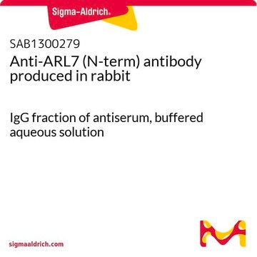 Anti-ARL7 (N-term) antibody produced in rabbit IgG fraction of antiserum, buffered aqueous solution