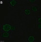 Anti-TNF&#945; Antibody, clone 3B20 ZooMAb&#174; Rabbit Monoclonal recombinant, expressed in HEK 293 cells