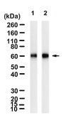 Anti-Albumin Antibody, clone 1D8 ZooMAb&#174; Rabbit Monoclonal recombinant, expressed in HEK 293 cells