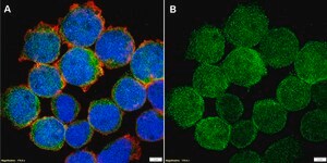 Anti-GLUL Antibody, clone 1D15 ZooMAb&#174; Rabbit Monoclonal recombinant, expressed in HEK 293 cells