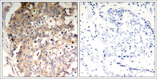 Anti-phospho-PTPN6 (pTyr536) antibody produced in rabbit affinity isolated antibody