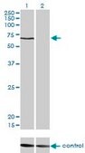 Monoclonal Anti-CACNB1 antibody produced in mouse clone 1G6, purified immunoglobulin, buffered aqueous solution