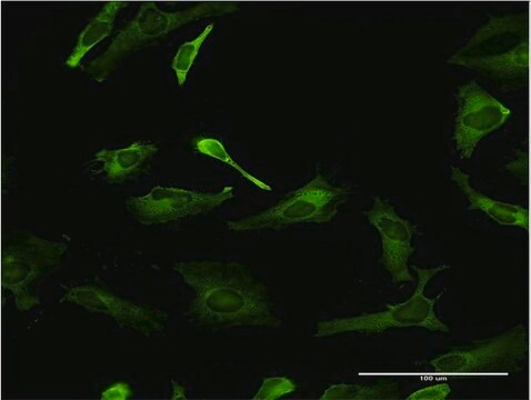 Monoclonal Anti-PCBP2 antibody produced in mouse clone 3A1, purified immunoglobulin, buffered aqueous solution