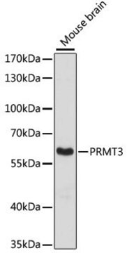 Anti- PRMT3 antibody produced in rabbit