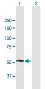 Anti-MKKS antibody produced in mouse purified immunoglobulin, buffered aqueous solution