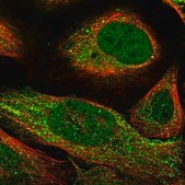 Anti-CARD8 antibody produced in rabbit Prestige Antibodies&#174; Powered by Atlas Antibodies, affinity isolated antibody, buffered aqueous glycerol solution