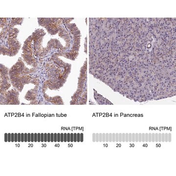 Anti-ATP2B4 antibody produced in rabbit Prestige Antibodies&#174; Powered by Atlas Antibodies, affinity isolated antibody, buffered aqueous glycerol solution