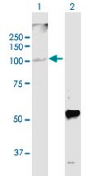 Anti-GPAM antibody produced in mouse purified immunoglobulin, buffered aqueous solution