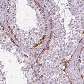 Anti-ELAVL2 antibody produced in rabbit Prestige Antibodies&#174; Powered by Atlas Antibodies, affinity isolated antibody, buffered aqueous glycerol solution