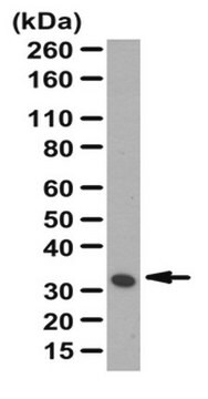 Anti-Aquaporin-4 Antibody from rabbit, purified by affinity chromatography