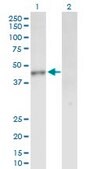 Anti-INPP1 antibody produced in mouse IgG fraction of antiserum, buffered aqueous solution