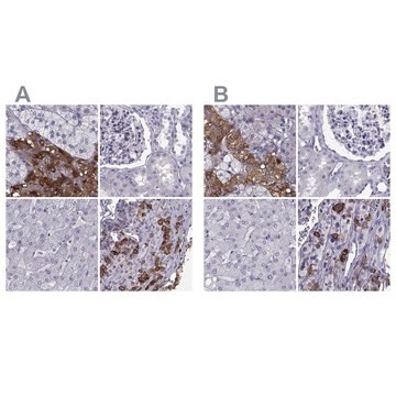 Anti-PCSK1N antibody produced in rabbit Prestige Antibodies&#174; Powered by Atlas Antibodies, affinity isolated antibody, buffered aqueous glycerol solution